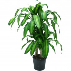Mass Cane (Dracaena fragrans) Corn Plant Easy to Grow Live House Plant from Delray Plants, 10-inch Grower’s Pot   553137702